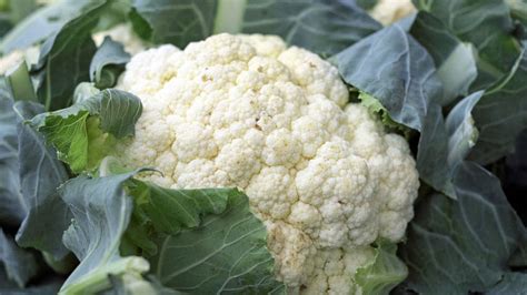 Cauliflower Planting Care And Harvest Live
