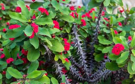 How To Grow Crown Of Thorns Indoors And Outdoors 3 Proven Tips The