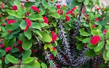 How to Grow Crown of Thorns Indoors & Outdoors (3 PROVEN Tips) – The ...