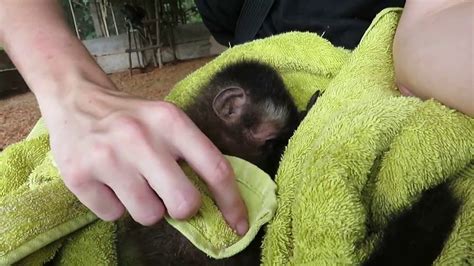 Baby monkey meets capuchin monkey & pet human! Rescued baby Capuchin Monkey after a bath - YouTube