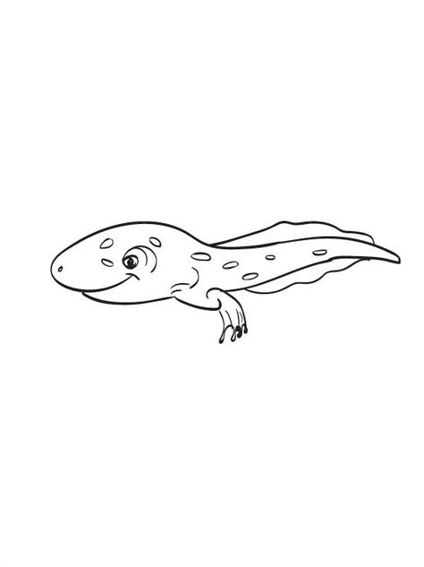 Tadpole Frog Coloring Pages Free Coloring Pages