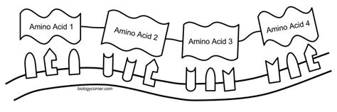 The structure is a double helix, which is like a twisted ladder. DNA - The Double Helix, Coloring Worksheet