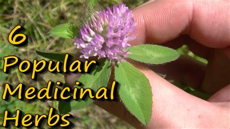 Popular Medicinal Plants Herbs Published On Jul