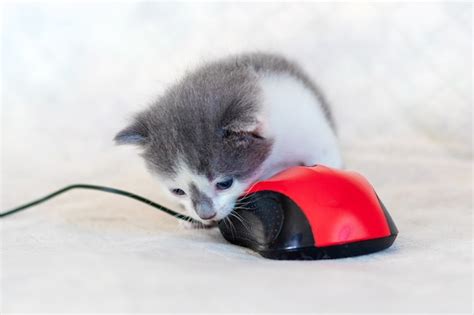 Un Gato Pequeño Está Jugando Con Un Ratón De Computadora Gato Muerde