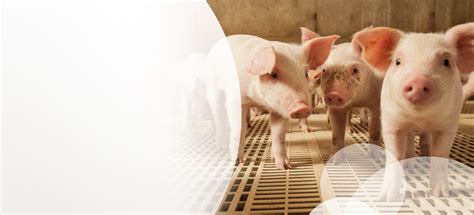 Homepage | Merck Animal Health USA