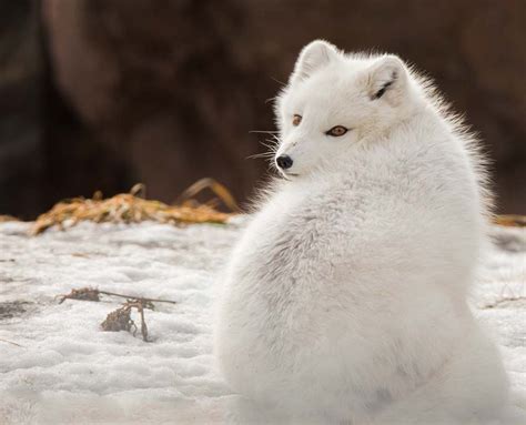 Arctic Fox Foxes Eat Whatodi