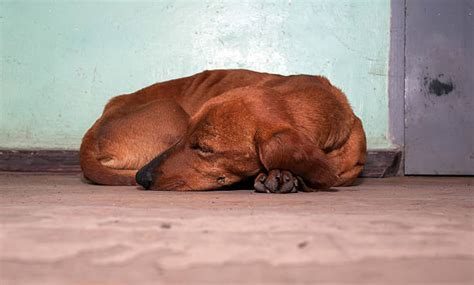 Sleeping Dachshund Stock Photos Pictures And Royalty Free Images Istock