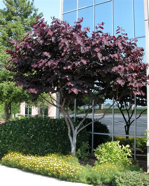 Trending News 865so2 Forest Pansy Redbud Tree