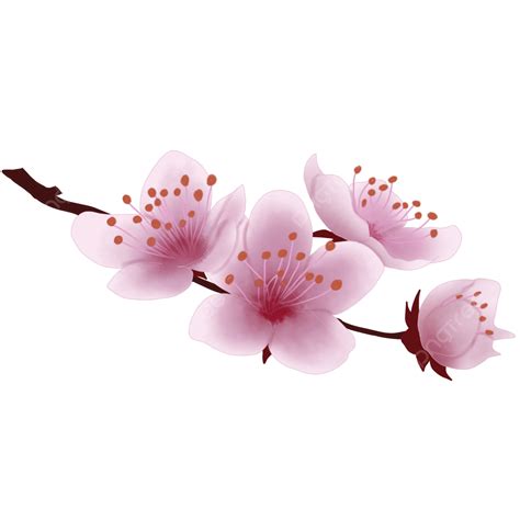 sakura cherry blossom png picture cherry blossom sakura flower illustration cherry blossom