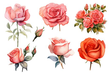 Watercolor Pink Rose Flower Bouquet Graphic By Sayedhasansaif04