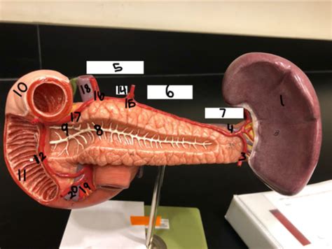 Lab Practical 5 Secondary Retroperitoneal Structures Pancreas And