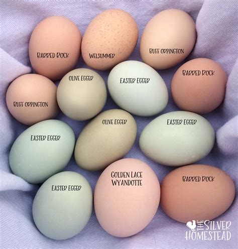 Chicken Egg Colors By Breed Silver Homestead Chicken Egg Colors Fancy Chickens Chicken Eggs