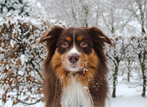 Red Tri Australian Shepherd Everything You Need To Know