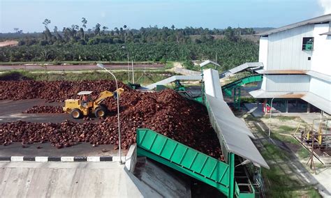 Daftar Perusahaan Perkebunan Kelapa Sawit Di Kalimantan Timur Riset