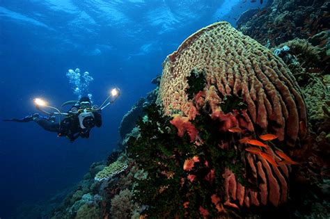 Puerto Galera Dive Sites Atlantis Philippines Dive Resorts And Liveaboard