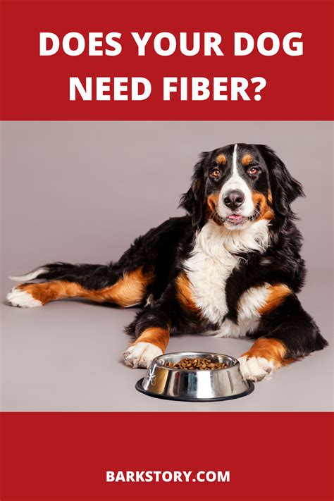 Fiber regulates digestive function, ensuring that your pet is able to properly digest and absorb all the essential nutrients in his. How Much Fiber Should a Dog Have in Their Diet? (With ...