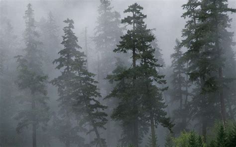 37 Foggy Forest Wallpapers On Wallpapersafari