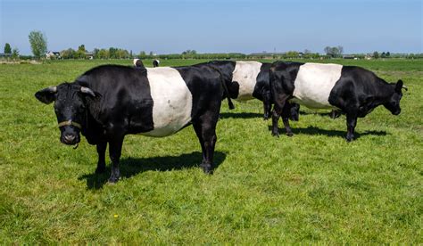 7 Black And White Cow Breeds Farmhouse Guide