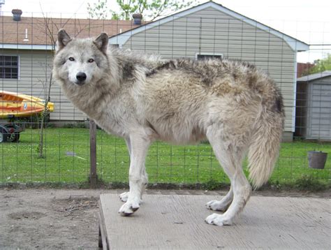Wolf Hybrid My Dog Breeders Part 58