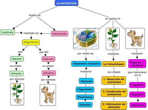Organismos Autótrofos E Heterótrofos Realizam Processos Complementares
