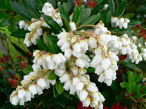 Pieris Japonica Lily Of The Valley General Consensus Is Flickr