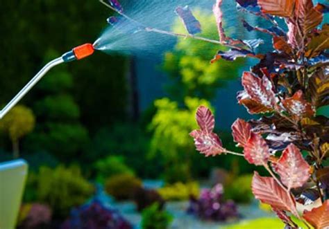 Getting rid of ants is no easy task. Miami Pest Control Service | Sharpshot Pest Control ...