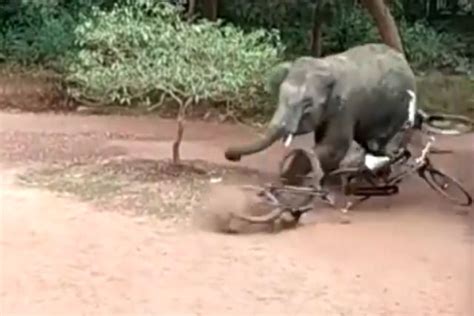 Elefante Selvagem Enfurecido Ataca Um Vilarejo Na Ndia Mdig
