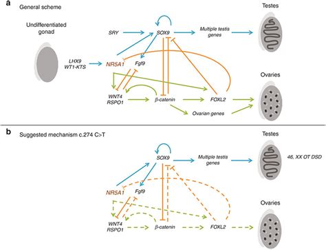 Schematic Overview Of The Sex Development Gene Regulation Network