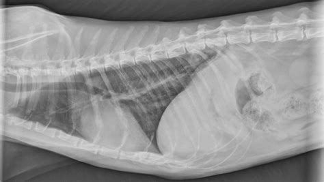 Pulmonary Neoplasia And Digital Metastasis In Cats Clinicians Brief
