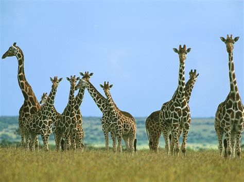 Giraffe Desktop Backgrounds Wallpaper Cave