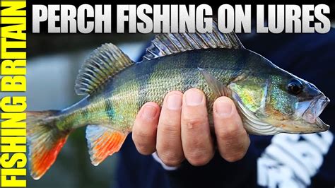 Separation drives perch to commit to the bait. Perch fishing on lures - YouTube