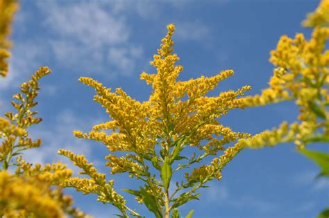 This Valuable Plant Looks Like Ragweed But Allergy Sufferers Can