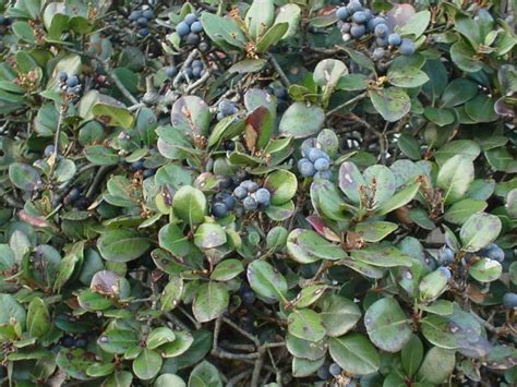 The former hero was called as a failure and expelled from his home, decided to live on his own, 出来損ないと呼ばれた元英雄は、実家から追放されたので好き勝手に生きることにした. 今ごろ見つけた黒い実のなる木や草: Good News Collection