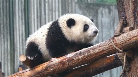 Baby Hehua Looks Little Charcoal 🤣🐼 Panda Happyland Youtube