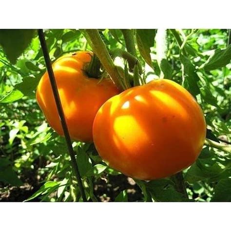 Jual Bibit Benih Biji Buah Tomat Golden Jubilee Tomato Mudah Tumbuh Fs