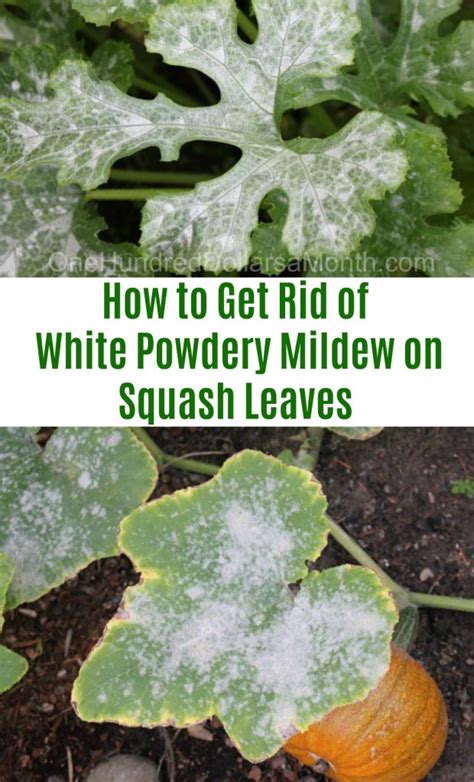 Watering early in the day is typically best (as opposed to watering. How to Get Rid of White Powdery Mildew on Squash Leaves ...