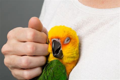 Petting Birds Training Birds To Be Pet