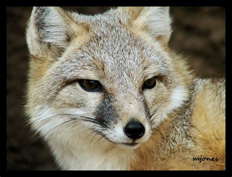 Swift Fox Oklahoma City Zoo Monte Flickr