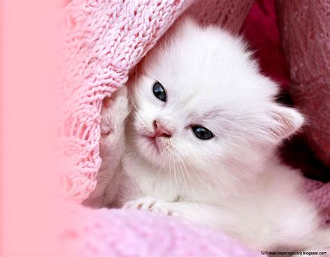 Cute Pink Kittens Wallpapers Wallpaper Cave