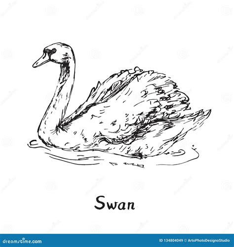 Swan Hand Drawn Doodle Sketch With Inscription Stock Illustration