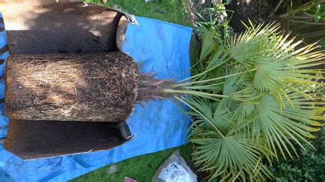 The Palm Tree Transplant