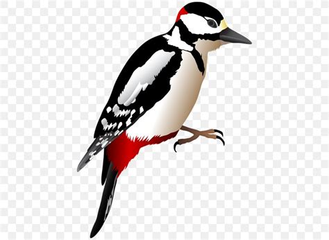 Woodpecker Clip Art Piciformes Image Png 446x600px Woodpecker Beak