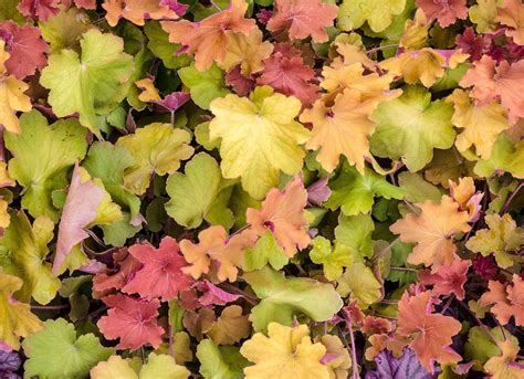 The Best Low Maintenance Ground Covers For Your Garden Bob Vila