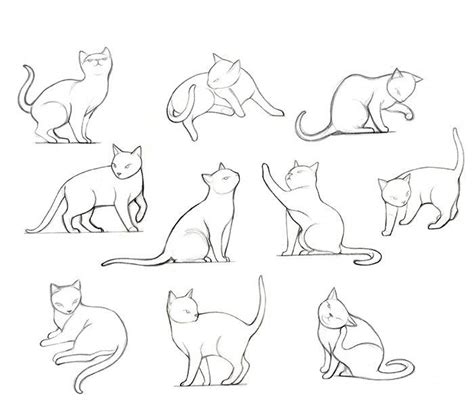 Cat Reference Drawing Reference Poses Drawing Poses Art Reference