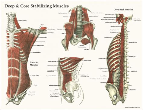 Part I The Core Anatomy Big Sky Multisport Coaching And Personal