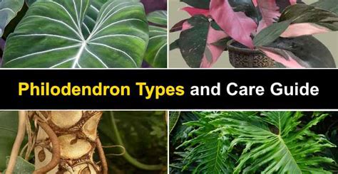 14 Philodendron Types With Pictures And Care Guide