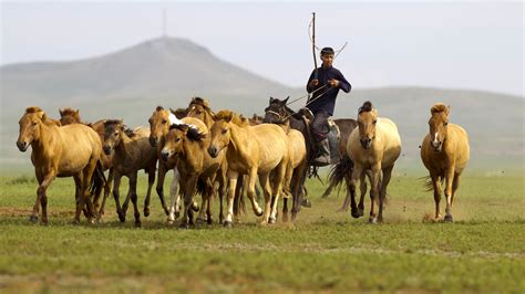 Nomadism In Mongolia Horseback Mongolia
