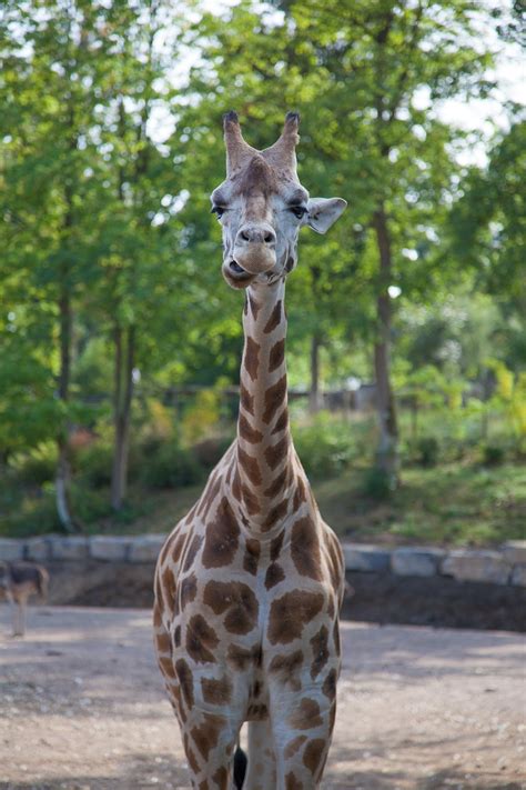 Giraffe Nature Free Photo On Pixabay Pixabay