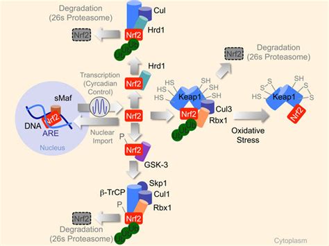 Control Of Nrf2 Activation By Different E3 Ubiquitin Ligase Complexes