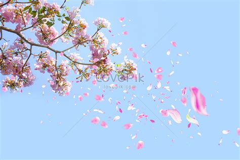 Romantic Cherry Blossoms Falling Down Picture And Hd Photos Free